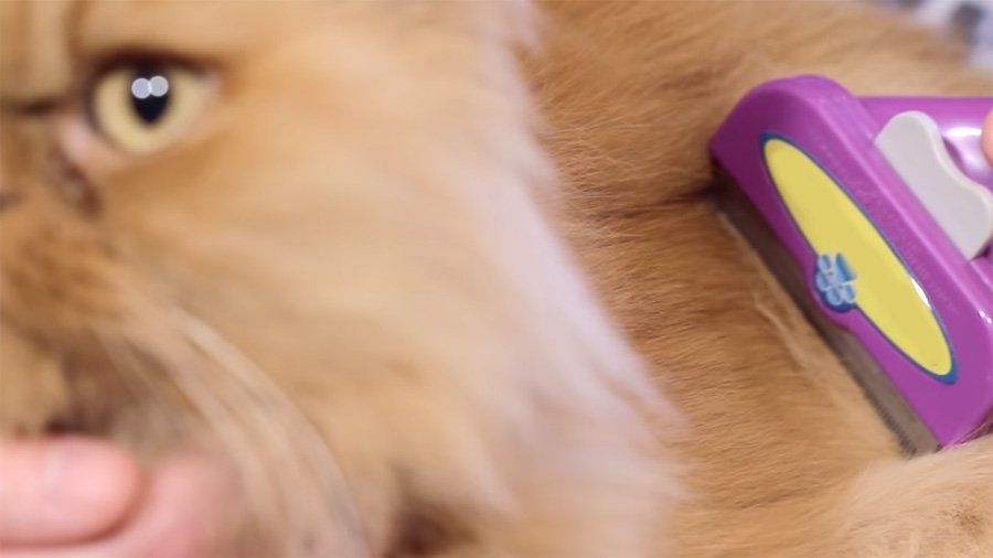 „Furminator