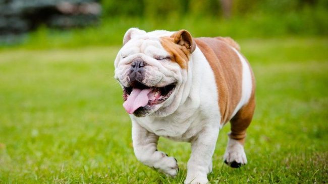 Buldog angielski jest spokojnym i nieco zahamowanym psem. Potrzebuje kilku sekund, aby coś wymyślić. Dlatego nie zdziw się, jeśli pies nie odpowie natychmiast na twoje zaproszenie stół ” Английский бульдог - собака степенная и несколько заторможенная. Ей нужно несколько секунд, чтобы сообразить что-либо. Поэтому не удивляйтесь, если собака не сразу реагирует на ваше приглашение "к столу"