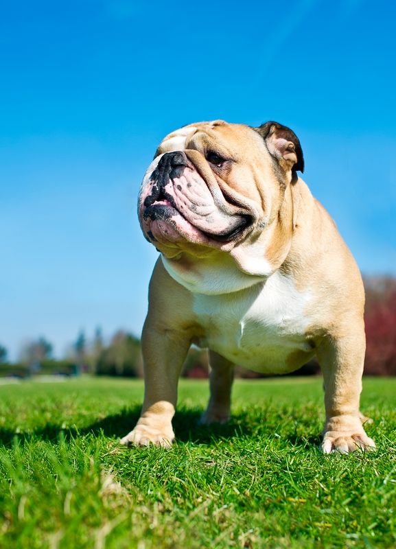 „Buldog „Buldog