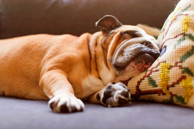 „Buldog „Buldog