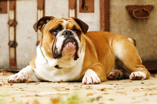 „Buldogi „Buldogi