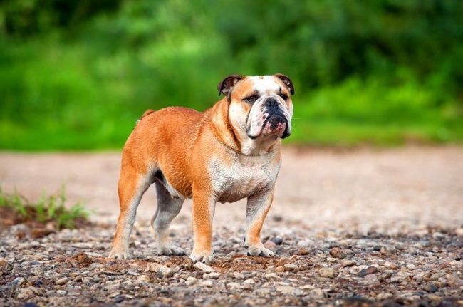 „Buldog „Buldog