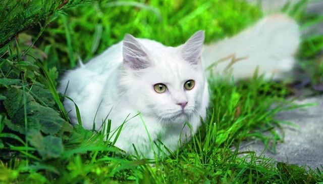 „W „W