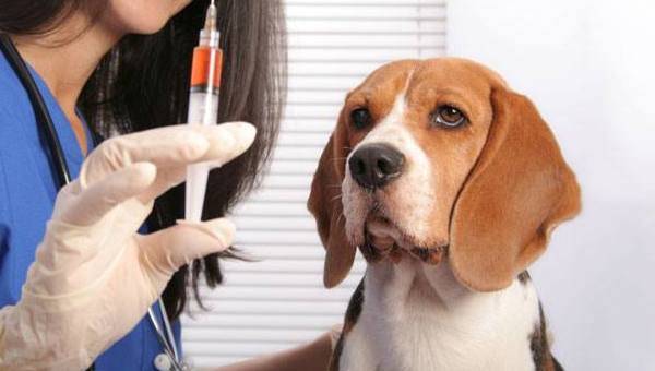 „beagle