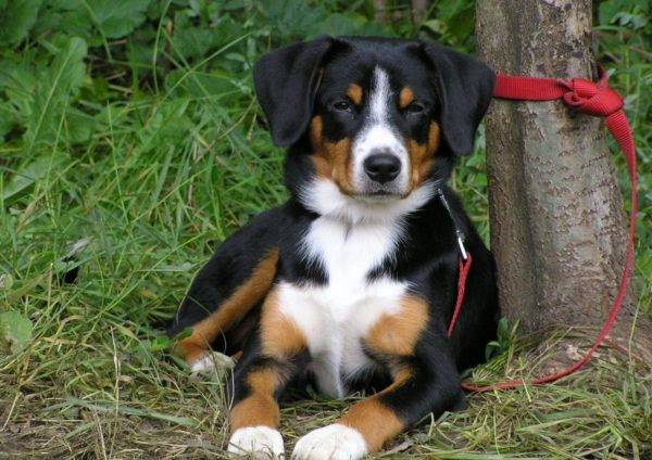 „Entlebucher