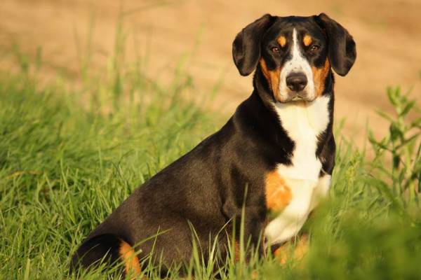 „Entlebucher