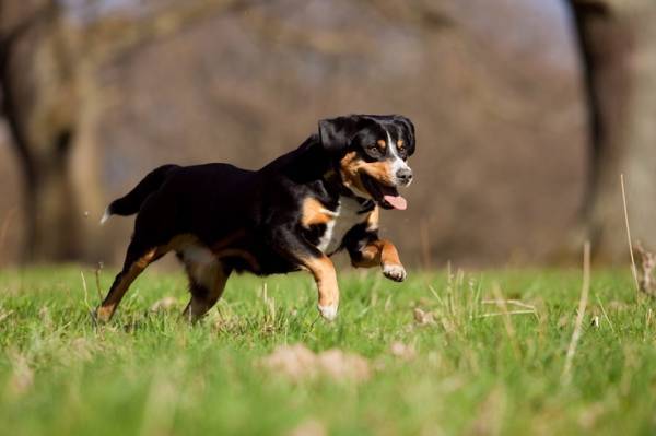 „Entlebucher