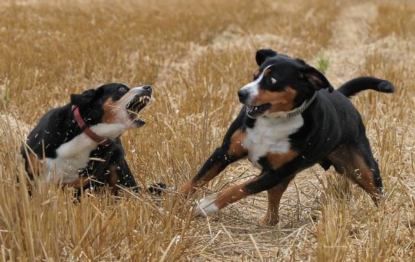„Entlebucher