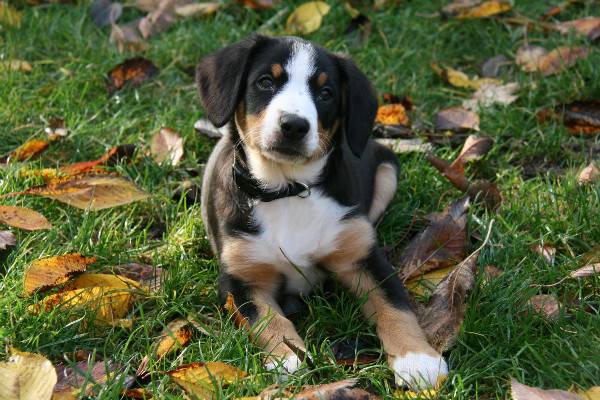 „Entlebucher
