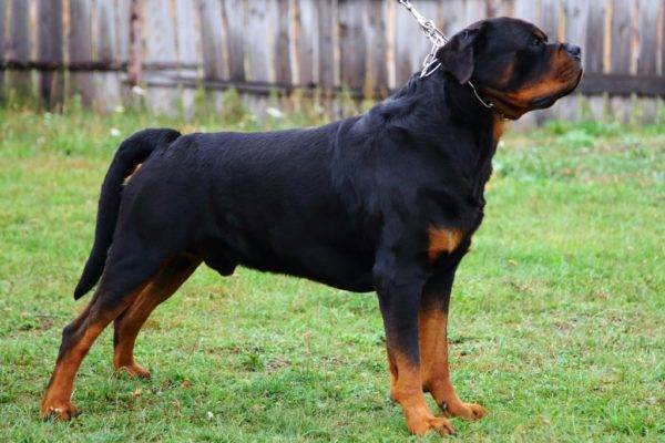 „Rottweiler”