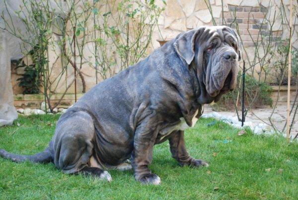 „Mastino