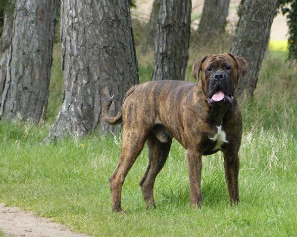 Bokser