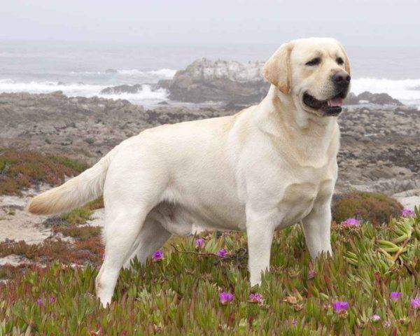 Labrador