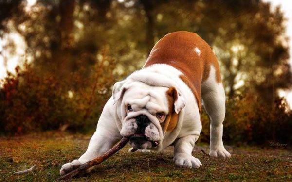 Buldog