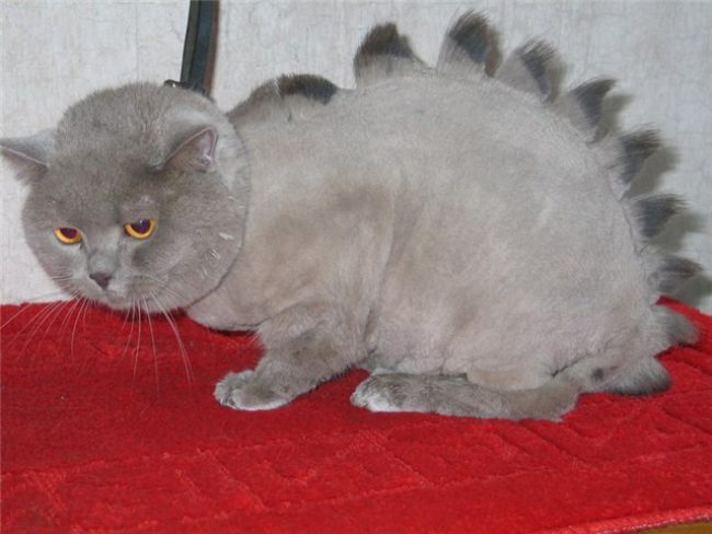 „Maszyna