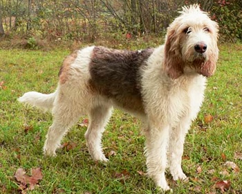 Otterhound
