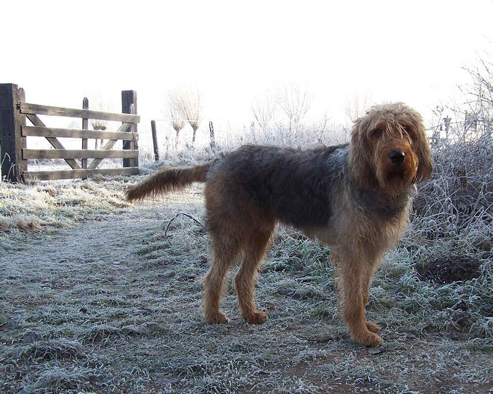 „Otterhound
