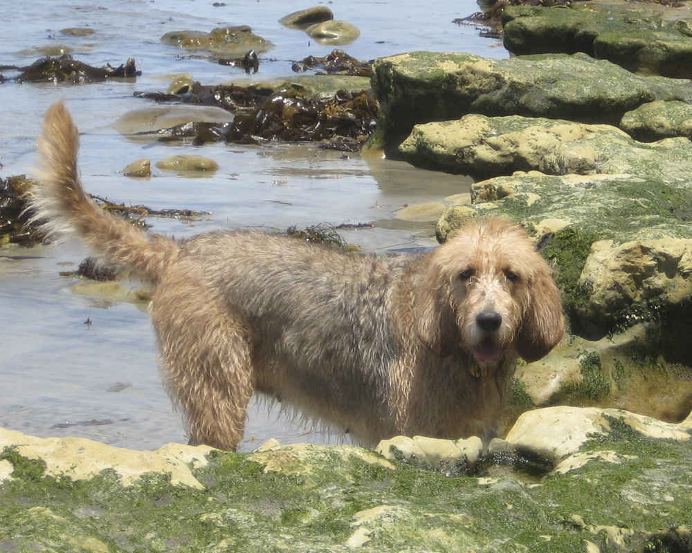Otterhound