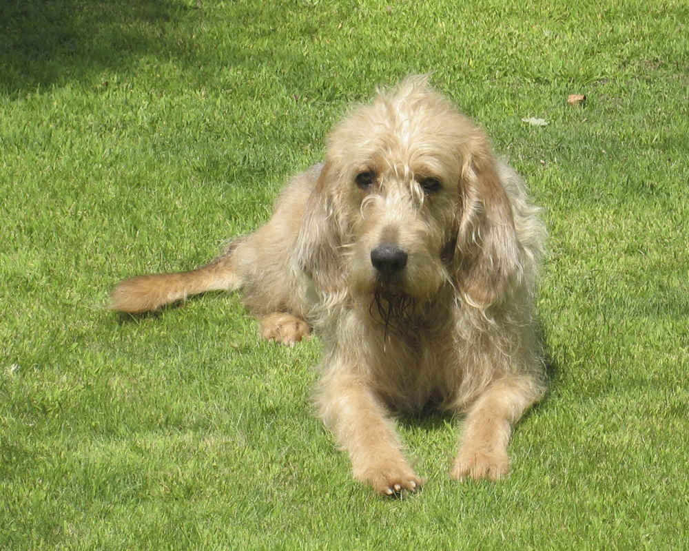 „Otterhound