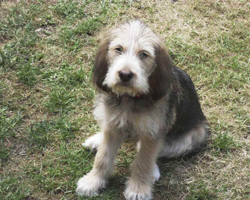 Otterhound