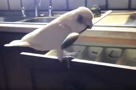 „Papuga