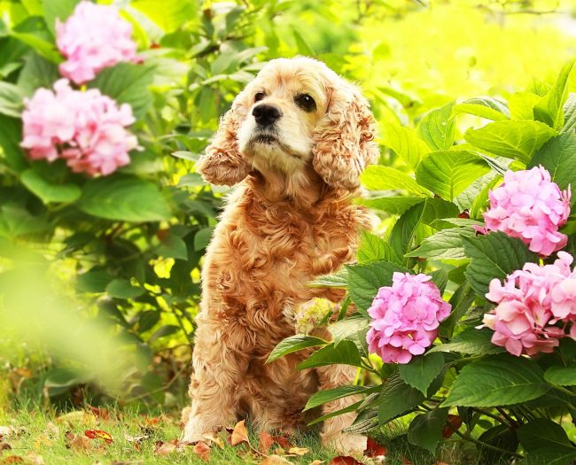 „Cocker