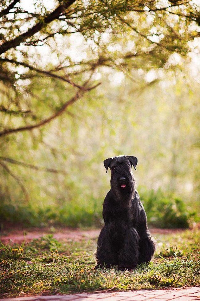„Mittelschnauzer