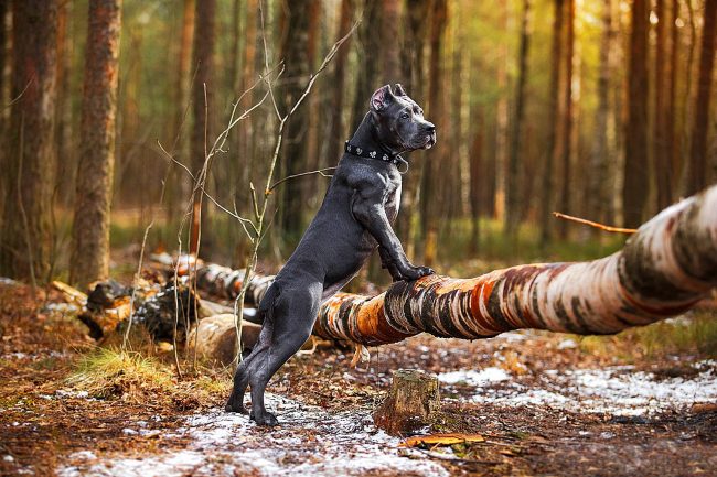 „Cane