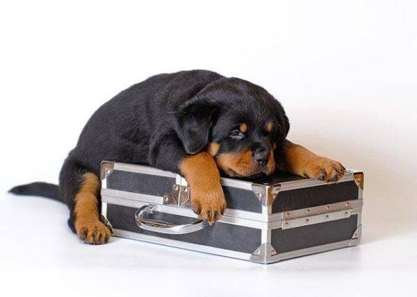 „pies