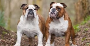 Buldogi
