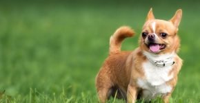 Chihuahua