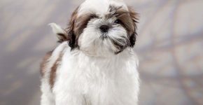 Shih