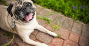 Mops