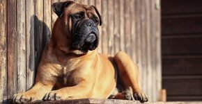 „Bullmastiff”