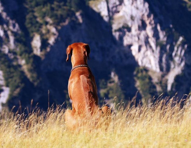 „Rhodesian
