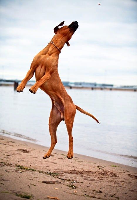 Jumping
