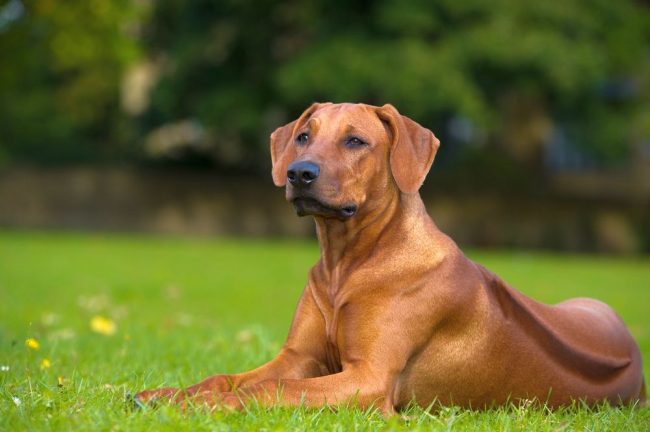 „Rhodesian