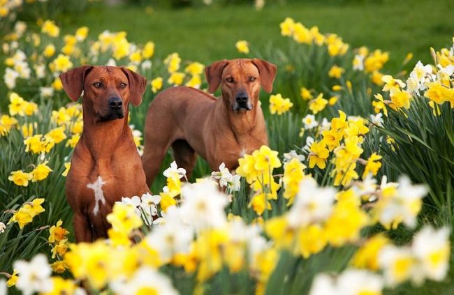 „Rhodesian