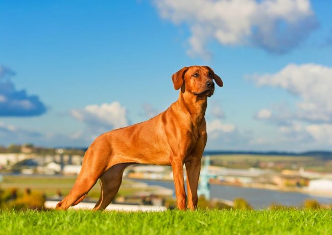 „Rhodesian