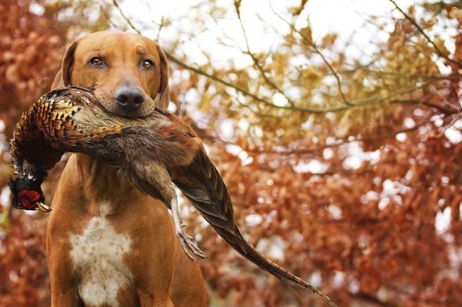 „Rhodesian