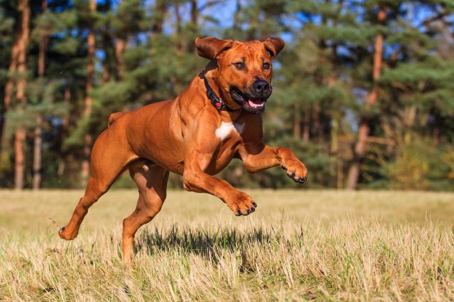 „Rhodesian