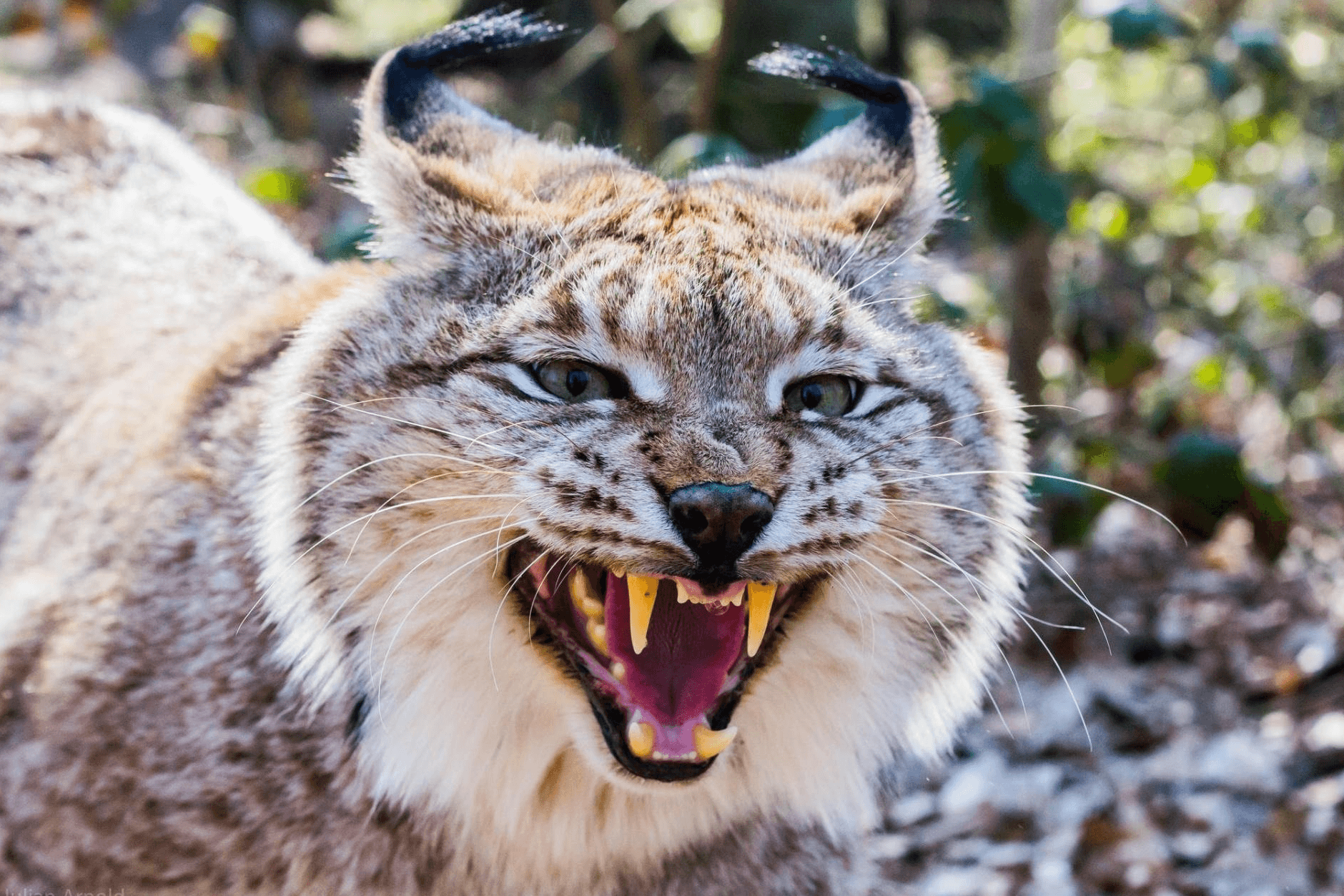 Angry