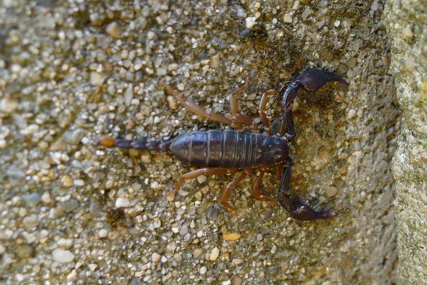 „Skorpion