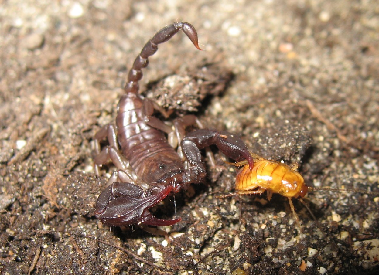 „Skorpion