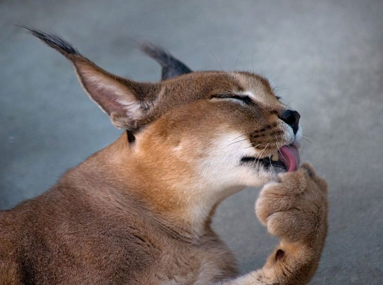 „Caracal