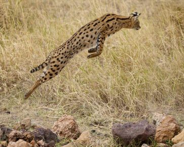 „Serval