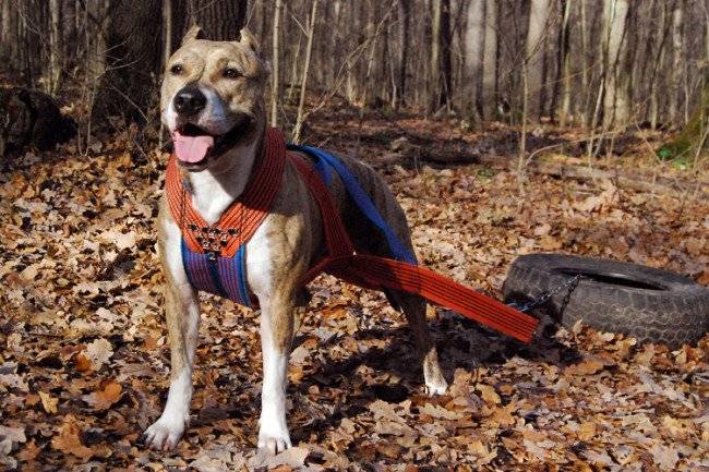 „Uprząż