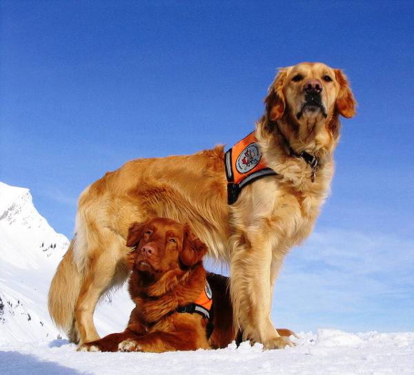 „Rescue