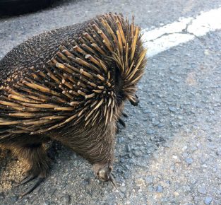 echidna