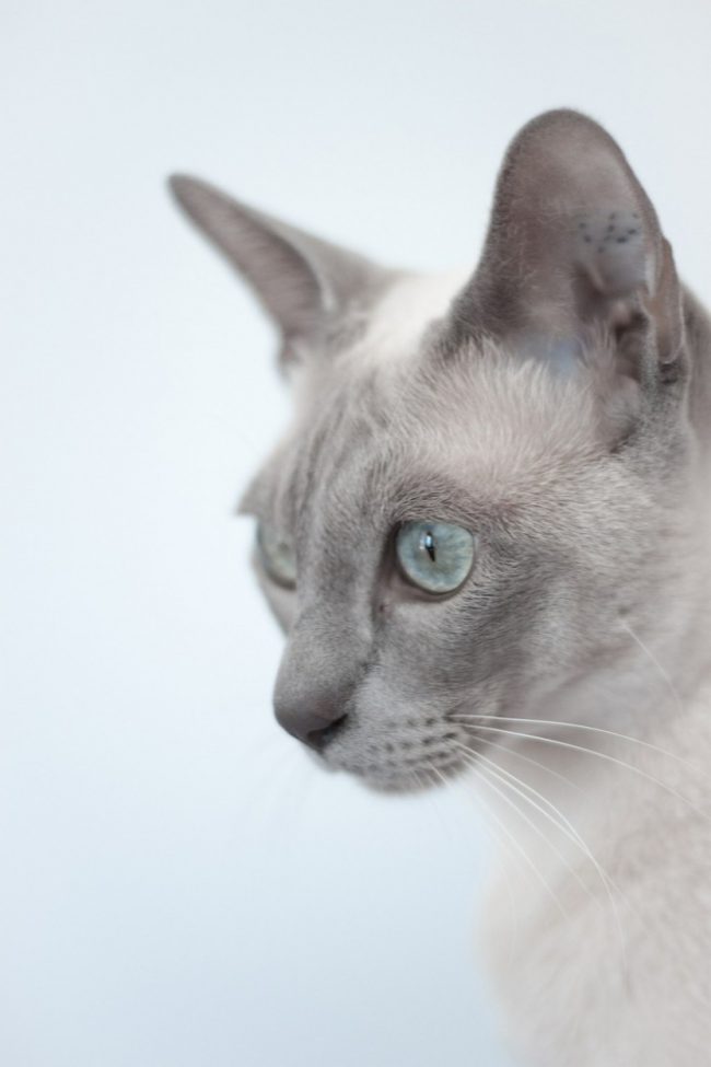 „Kot